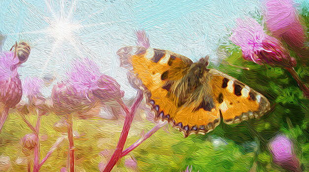 Как увеличить количество бабочек на дачном участке