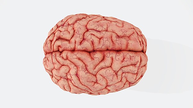 Эксперт объяснил, из-за чего люди начинают хуже думать в 40 лет