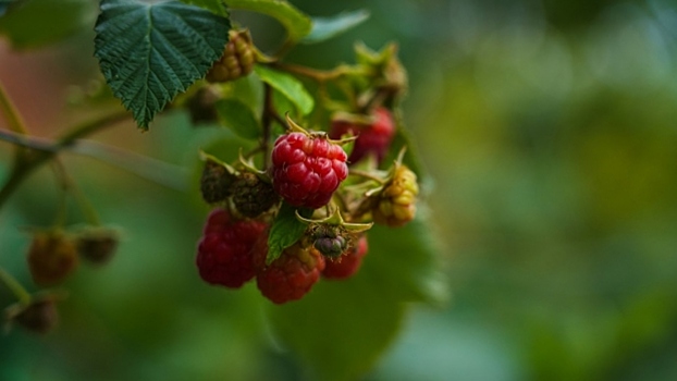 Как выбрать качественную малину