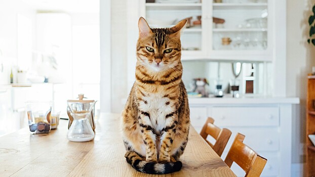 Оперируют рыбку и новое сердце для щенка: как спасают животных на Дону