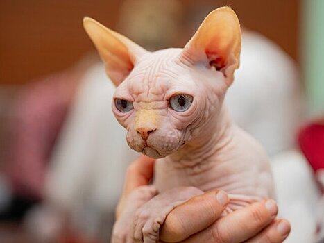 Врач ответила, существуют ли гипоаллергенные породы кошек