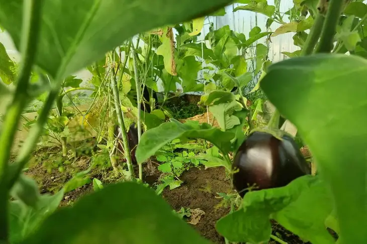 Баклажаны больше не будут сбрасывать завязи: июльская подкормка для обильного плодоношения