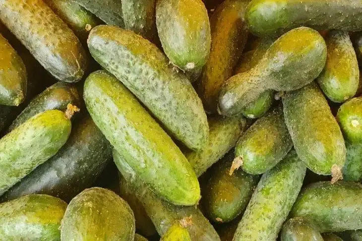 Будут готовы на следующий день: как замариновать огурчики быстрее всех