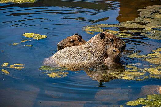 Интересные факты о капибаре