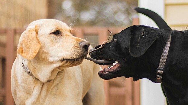 Кинолог объяснил, почему собаки лижут сородичей