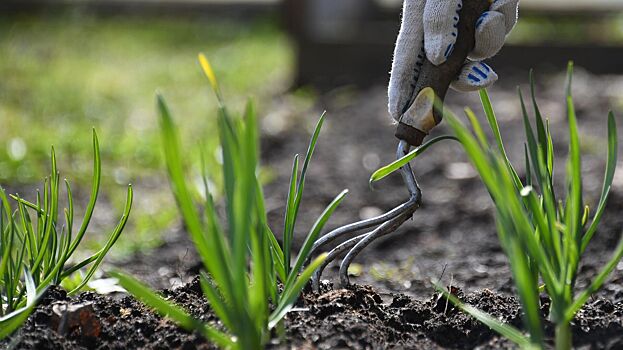 Дачникам подсказали дешевый секрет против сорняков