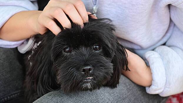 Почему в магазины, кафе и аптеки могут запретить вход с собаками