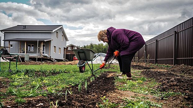 Россиянам рассказали, что посадить в августе для урожая до холодов