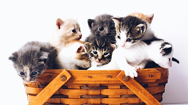 Психолог посоветовал простой и милый способ побороть стресс