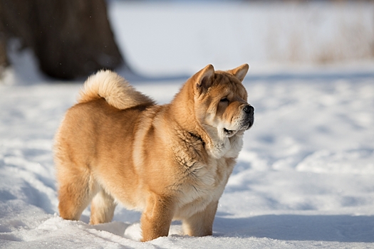 Какие факторы влияют на размеры чау-чау