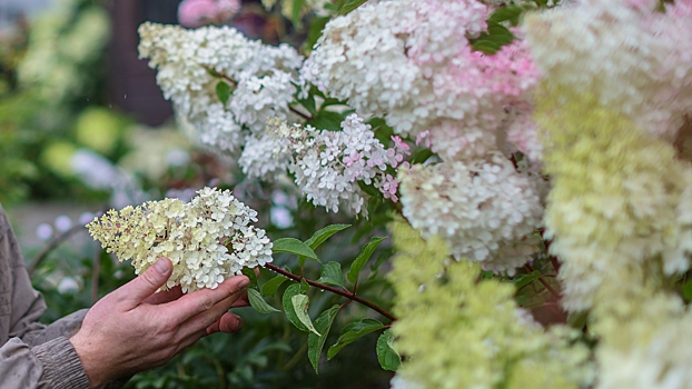 Дачникам объяснили, как правильно провести обрезку гортензий осенью