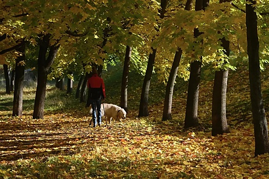 Кинолог объяснил, чем опасны для собак каштаны и желуди