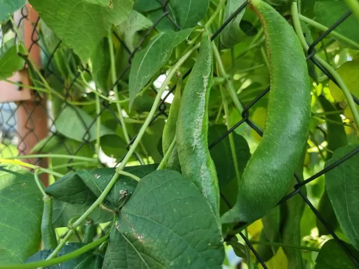 Чем нельзя удобрять горох весной: вместо стручков получите ботву