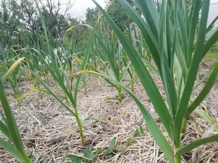 Чем подкормить чеснок весной и когда планировать первую подкормку
