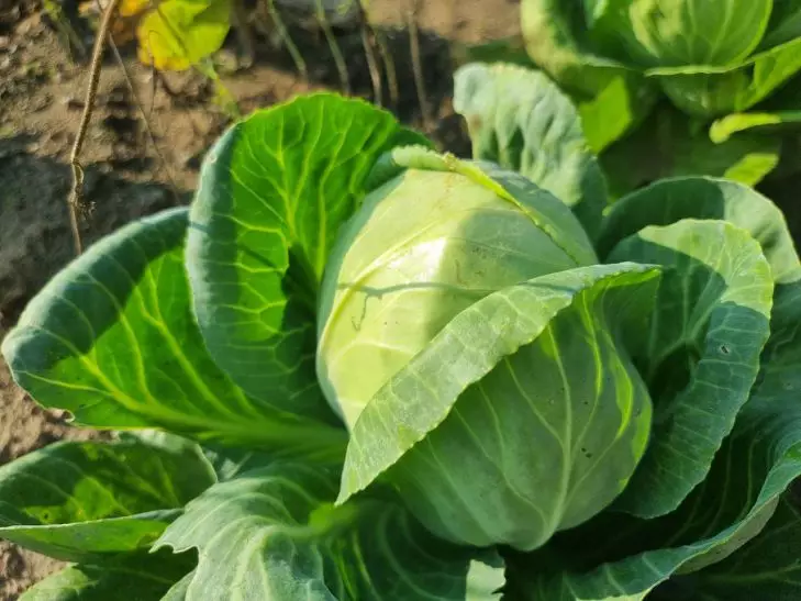 Что добавить в лунку для капусты, чтобы кочаны не трескались: удивительно просто