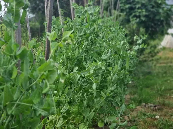 Что могут рассказать сорняки на грядках: задумайтесь - еще есть время все исправить