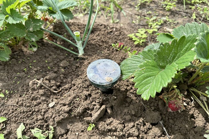 Что можно сажать на одном месте 5 лет подряд: результат вас сильно удивит