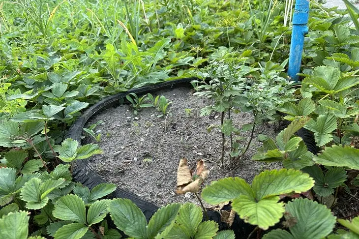 Что такое сидераты против сорняков: какая культура за один сезон очистит огород от пырея