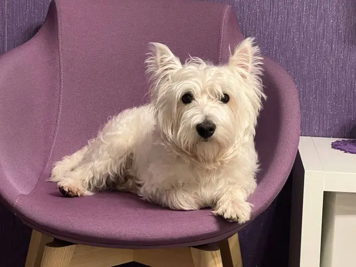 Что значит, если собака спит у ваших ног: секретный язык питомца