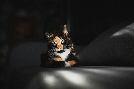 Почему снится котенок