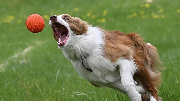 Кинолог оценил пользу строгости при дрессировке собаки