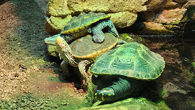 Как изменился интерес россиян к экзотическим питомцам