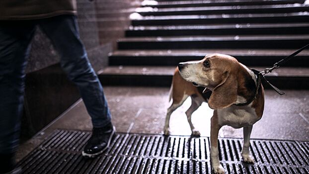 Ветеринар объяснил, где нужно искать потерявшегося питомца