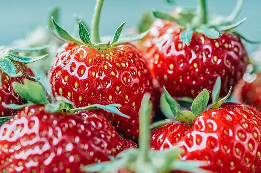 Эксперты раскрыли секрет для хорошего урожая клубники