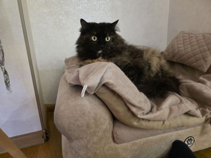 Ее безразличие к питомцам вызвало гнев родственницы: конфликт не утихает