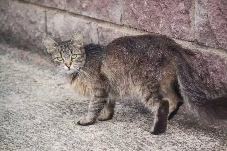 Эти 3 породы кошек мстят хозяевам за обиды: проверьте, есть ли ваша в списке