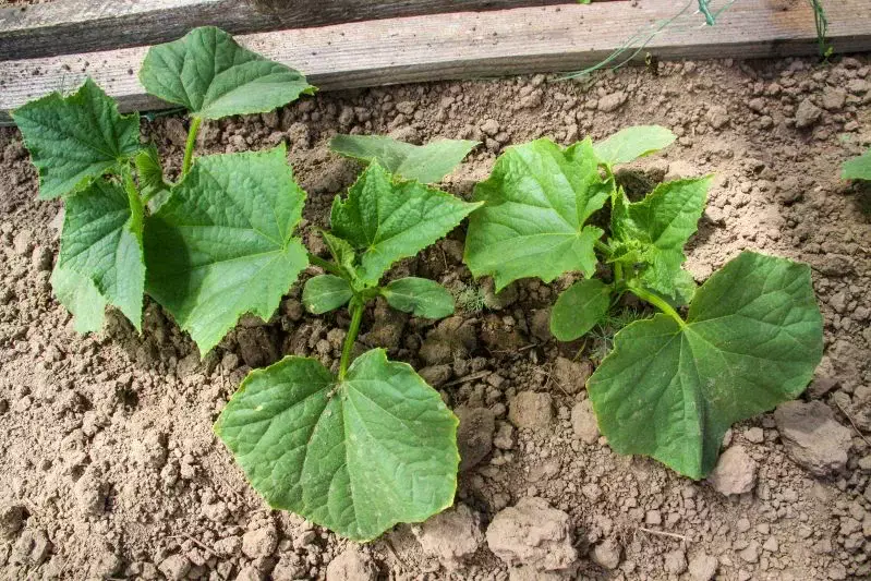 Этот дешёвый продукт из магазина вернёт мёртвую почву к жизни за 3 дня – даже копать не придется