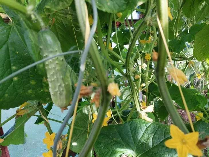 Этот простой трюк заставит ваши огурцы плодоносить как сумасшедшие: соседи потребуют запретить ваш метод