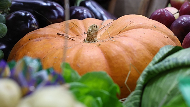 Установлен рекорд России по выращиванию гигантских тыкв