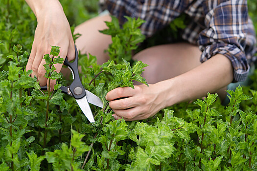 Найдена ключевая молекула для роста растений