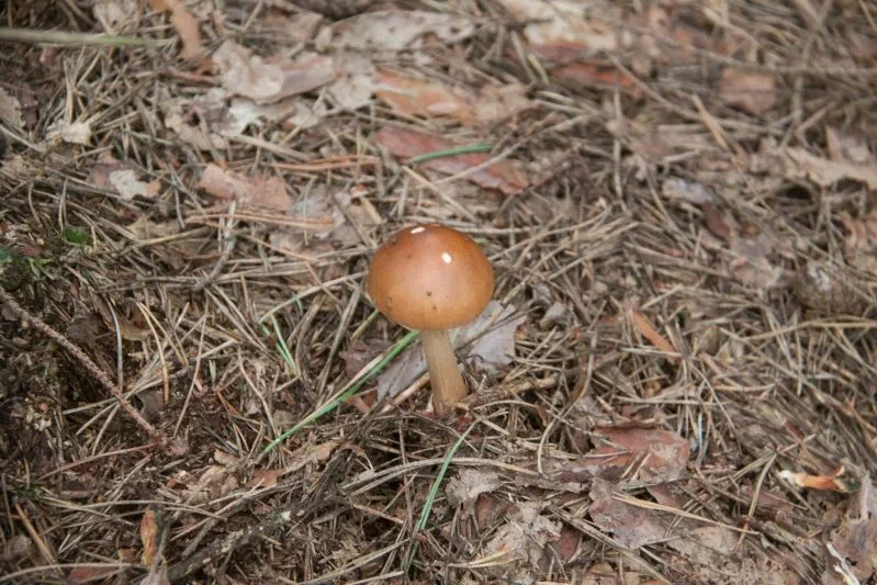 Где растут грибы с радиацией? Гомельский областной ЦГЭ и ОЗ информирует