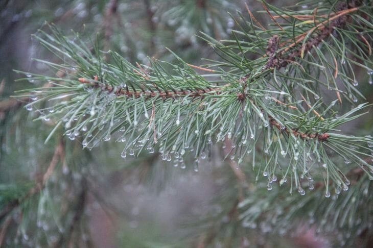 Хвойный щит: как иголки спасают томаты от фитофторы без химии