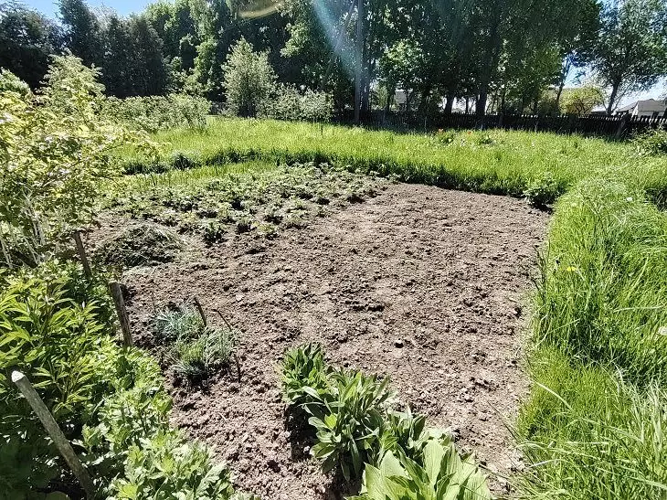 Июньская засуха не страшна: удивительно эффективный способ мульчирования, сохраняющий влагу