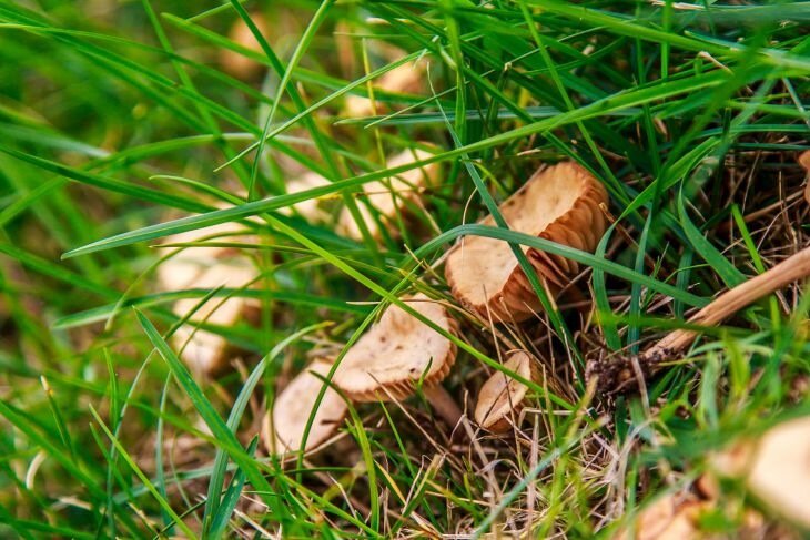 Искали грибы, а нашли труп: в поле под Гомелем грибники обнаружили истерзанное мужское тело 