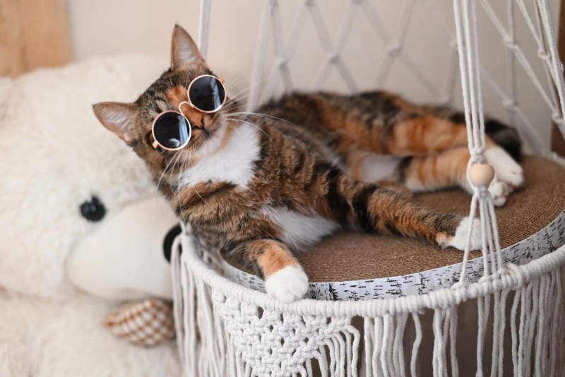 Как астраханка открыла зоогостиницу