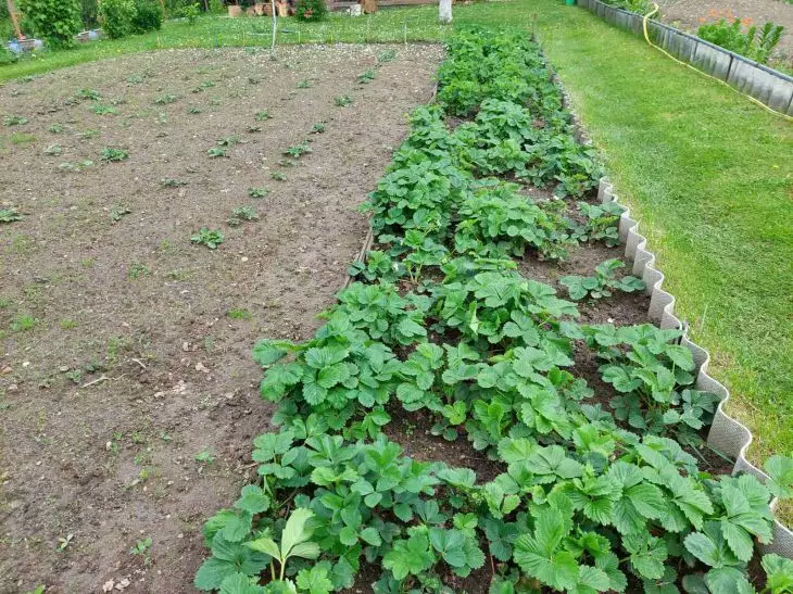 Как использовать яблочные огрызки на даче: неожиданное применение отходов