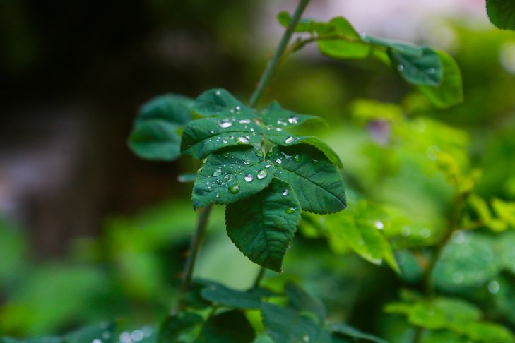 Как избавиться от тли без химии: метод с молоком и йодом, который сводит насекомых с ума