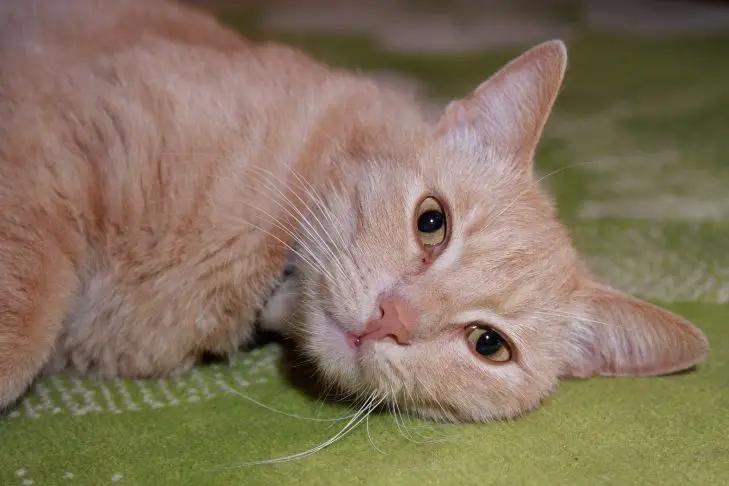 Как кошки лечат людей: научное объяснение феномена, в котором не было никакой магии