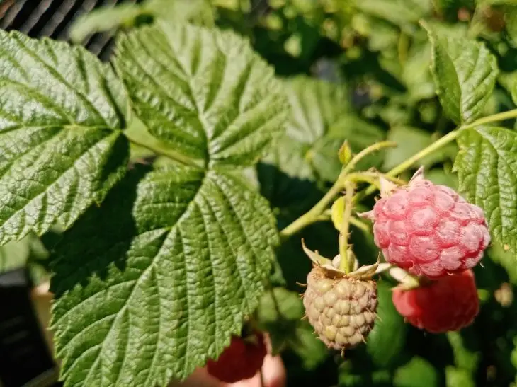 Как обрезать малину после сбора ягод: простая схема для начинающих садоводов