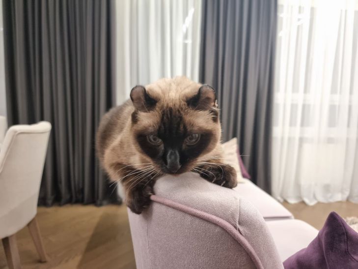 Как отучить кошку царапать диван: 3 простых шага, которые работают удивительно хорошо