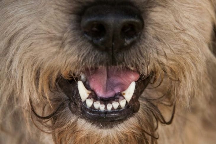 Как пес по кличке Бисби покорил Книгу Гиннесса: эта собака уникальна