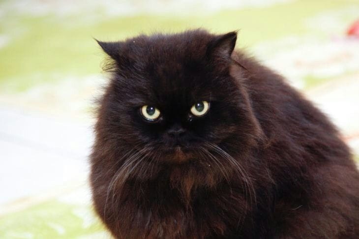 Как подобрать подходящий лоток для кошки: единственное, на что надо смотреть при выборе