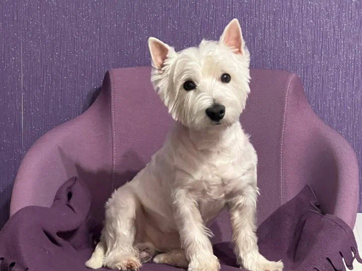 Как понять язык хвоста: что ваша кошка или собака пытается сказать вам — без слов