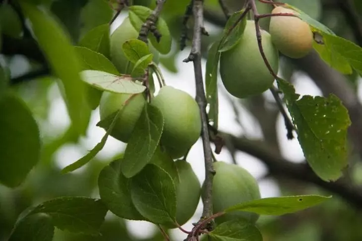 Как правильно прививать деревья: справится даже начинающий садовод