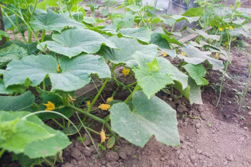 Как распознать перегрев корней и оказать растениям «скорую помощь»