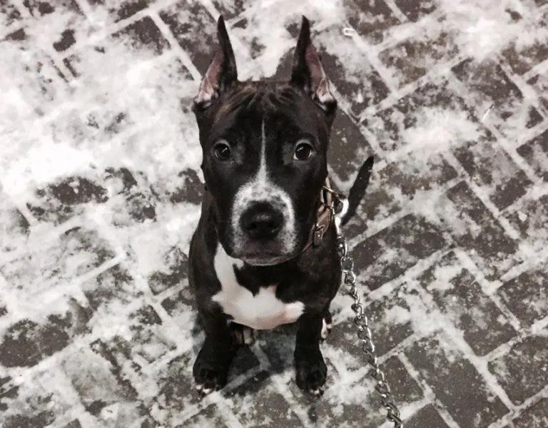 Как собаки распознают плохих людей: эксперименты подтвердили их врожденную способность